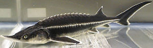 Sturgeon