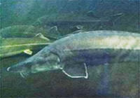 海(湖)で成長