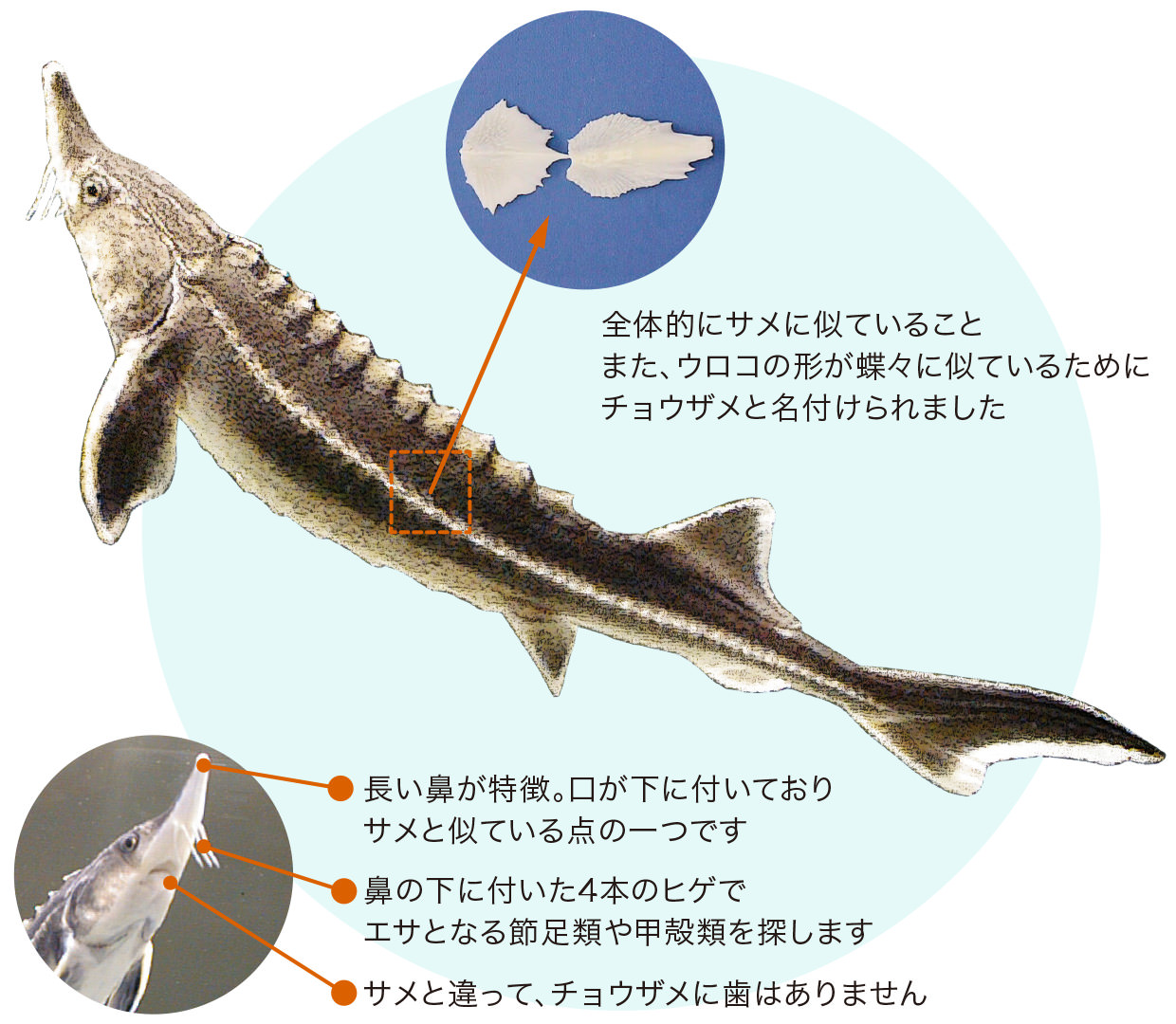 全体的にサメに似ていること、また、ウロコの形が蝶々に似ているためにチョウザメと名付けられました ●長い鼻が特徴。口が下に付いておりサメと似ている点の一つです ●鼻の下に付いた4本のヒゲでエサとなる貝や甲殻類を探します ●サメと違って、チョウザメに歯はありません