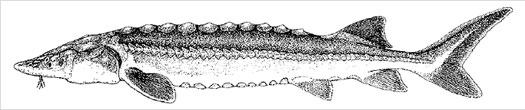 Acipenser dabryanus (チョウセンチョウザメ、ダブリーチョウザメ)