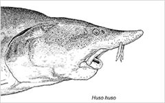Huso huso (Beluga、オオチョウザメ)