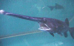 Polyodon spathulata (ヘラチョウザメ) (フジキン飼育魚)