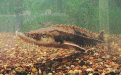 Acipenser fulvescens (Lake Sturgeon、パンダチョウザメ)