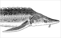 Acipenser nudiventris (Ship Sturgeon)