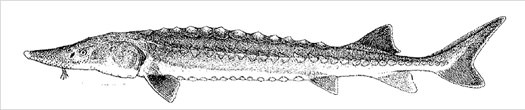 Acipenser sinensis (カラチョウザメ)