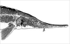 Acipenser stellatus (ホシチョウザメ Sevruga、Stellate Sturgeon)