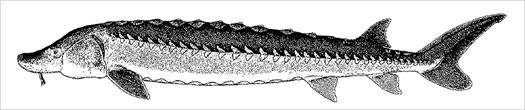 Acipenser sturio (大西洋チョウザメ、バルトチョウザメ)