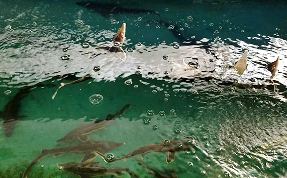稚魚