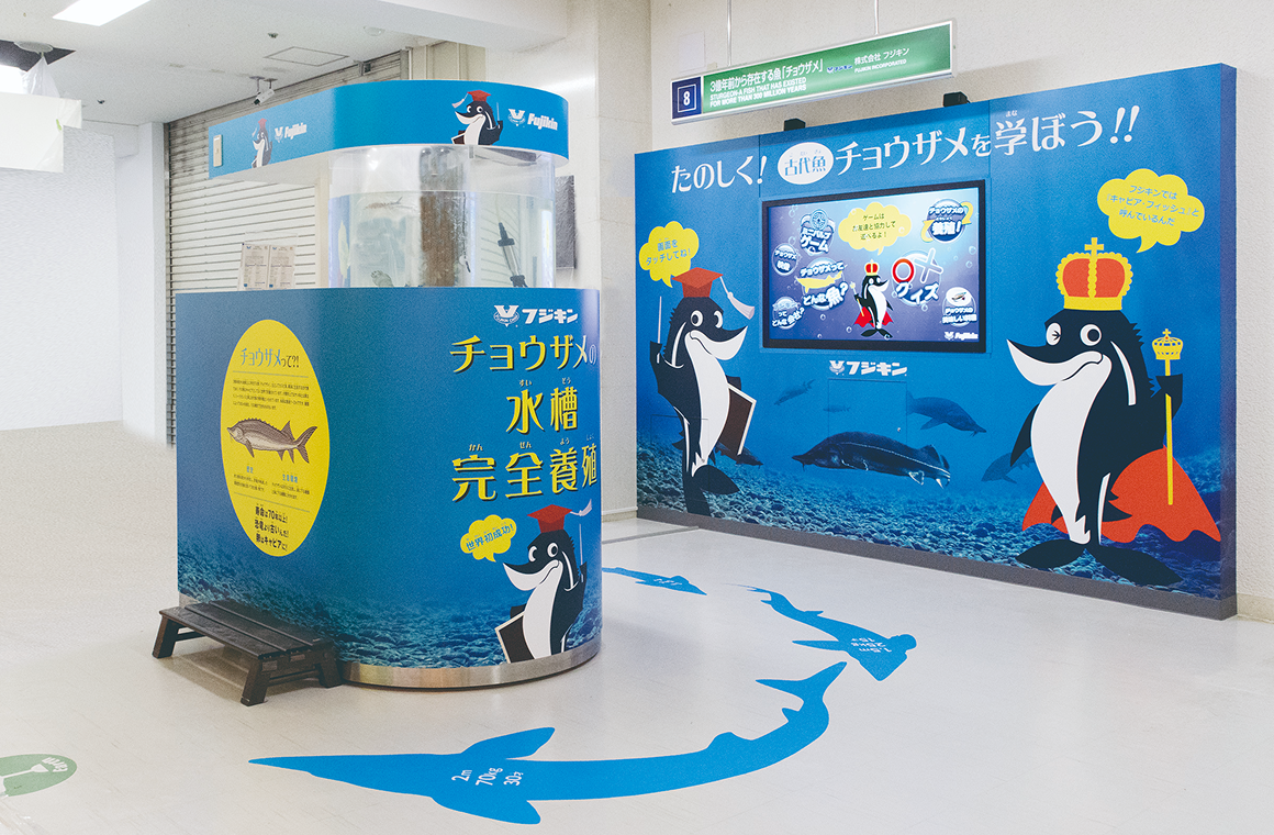 チョウザメ展示
