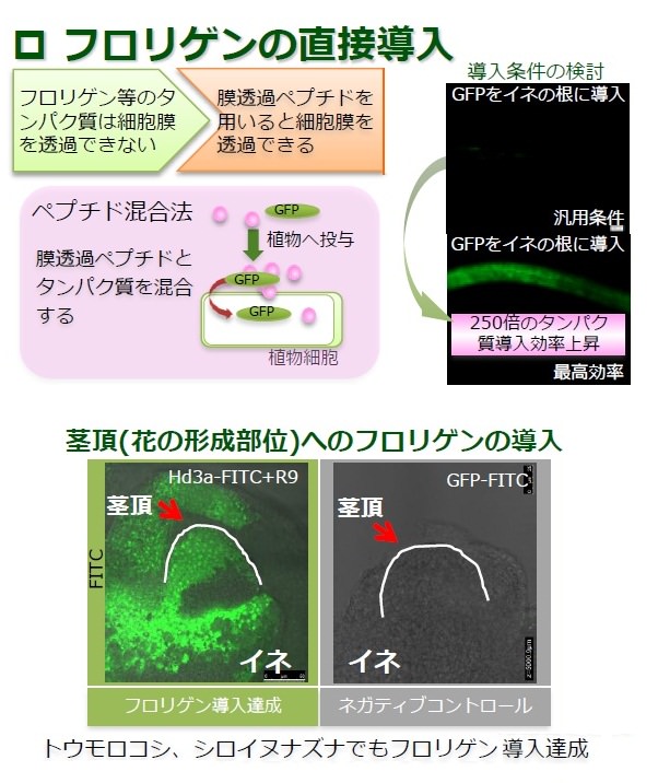 フロリゲンの導入方法