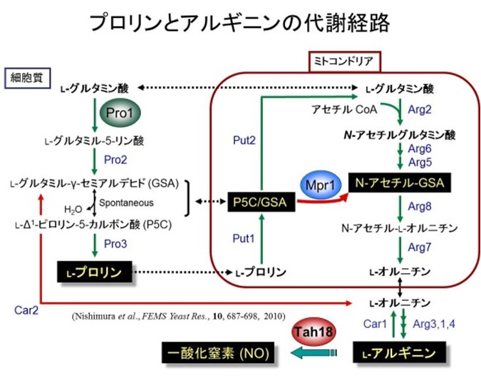 1.変異型アセチルトランスフェラーゼMpr１<br/>2.Mutant-type acetyltransferase Mpr1<br/>3.ドライイースト製造用組成物