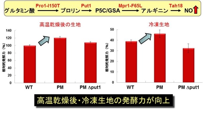 1.変異型アセチルトランスフェラーゼMpr１<br/>2.Mutant-type acetyltransferase Mpr1<br/>3.ドライイースト製造用組成物
