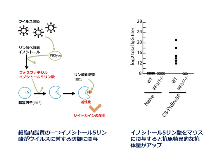 アジュバント及びそれを含むワクチン