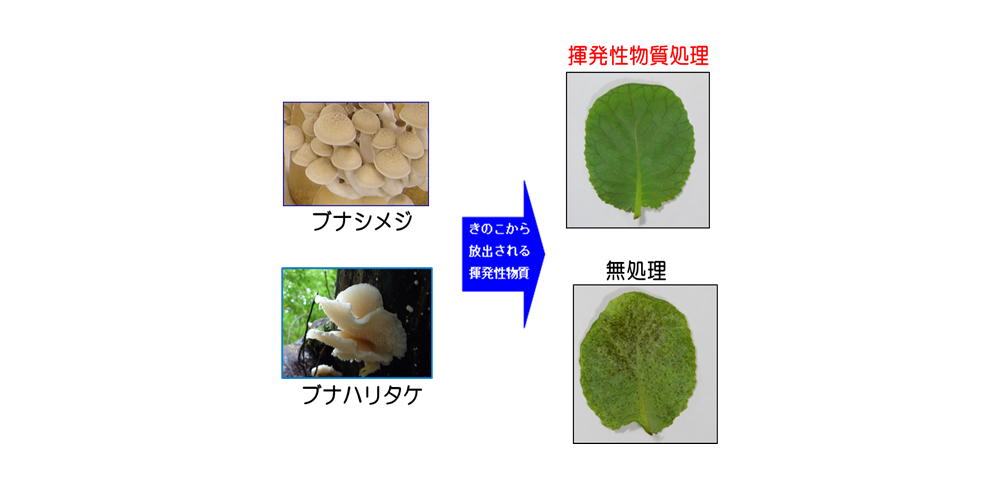 ブナシメジ培養菌体が生産する揮発性物質を含有する抗菌剤