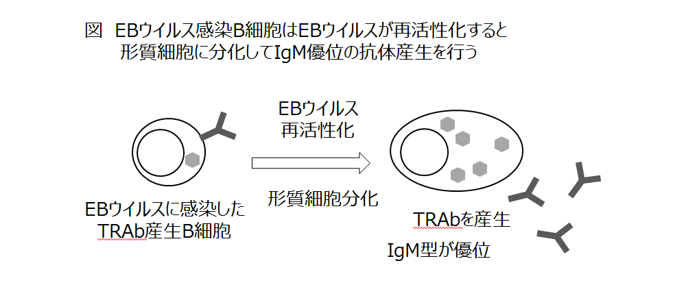 甲状腺刺激ホルモンレセプター抗体アイソタイプ測定を用いたバセドウ病の病態診断キット及びバセドウ病の病態の診断方法