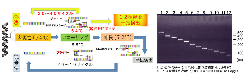 マルチプレックスシャトルPCRによる食中毒原因菌の一括検出法