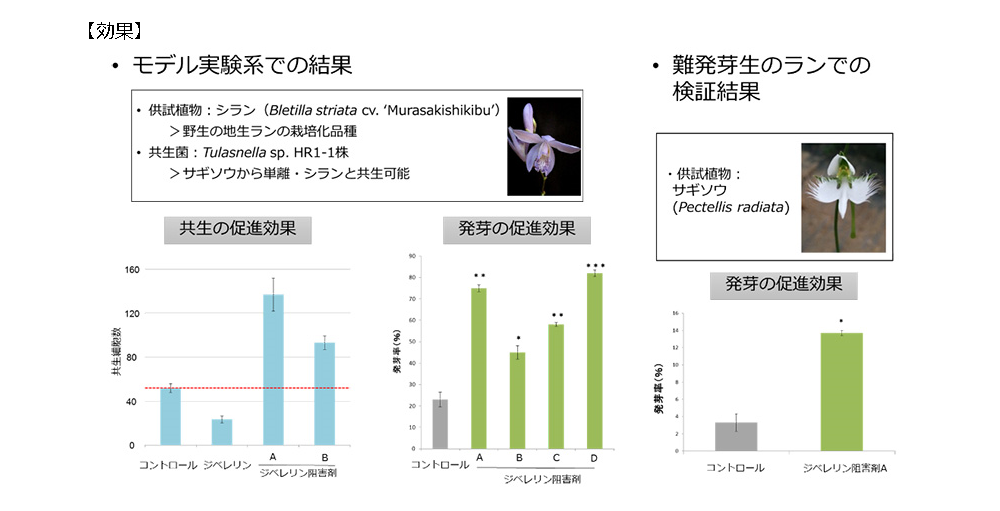 ラン科植物の発芽と共生を促進する技術