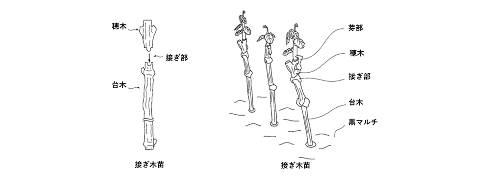 ブドウ苗木の生産方法