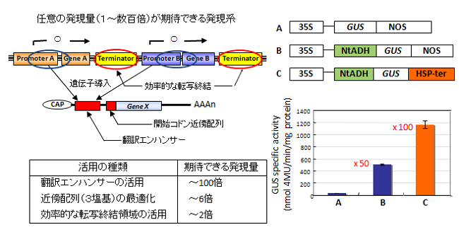 環境ストレス下の翻訳抑制を回避する5’UTRをコードする組換えDNA分子