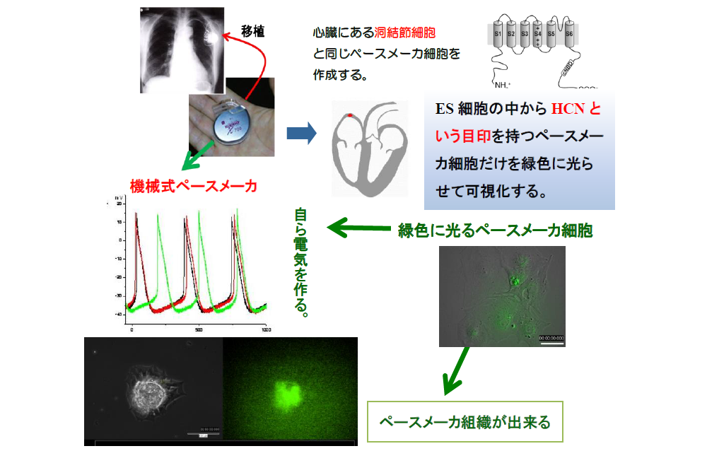 新規ペースメーカ細胞