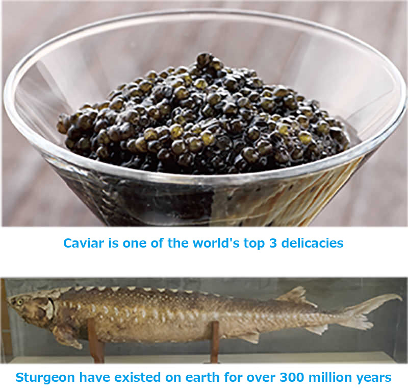 Caviar is one of the world's top 3 delicacies