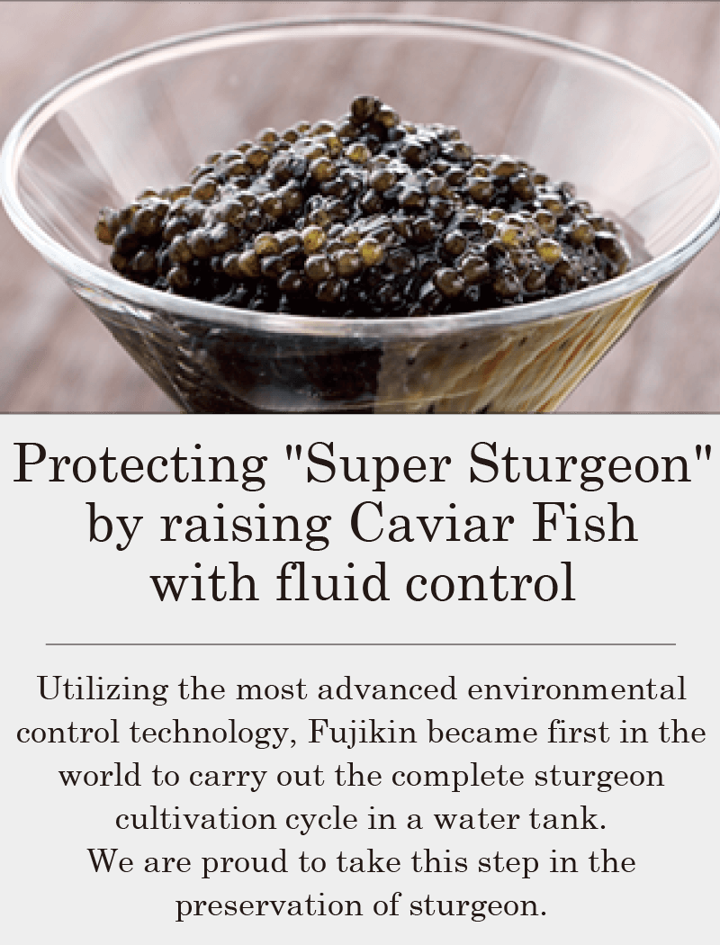 Protecting Super Sturgeon with fluid control Caviar Fish.