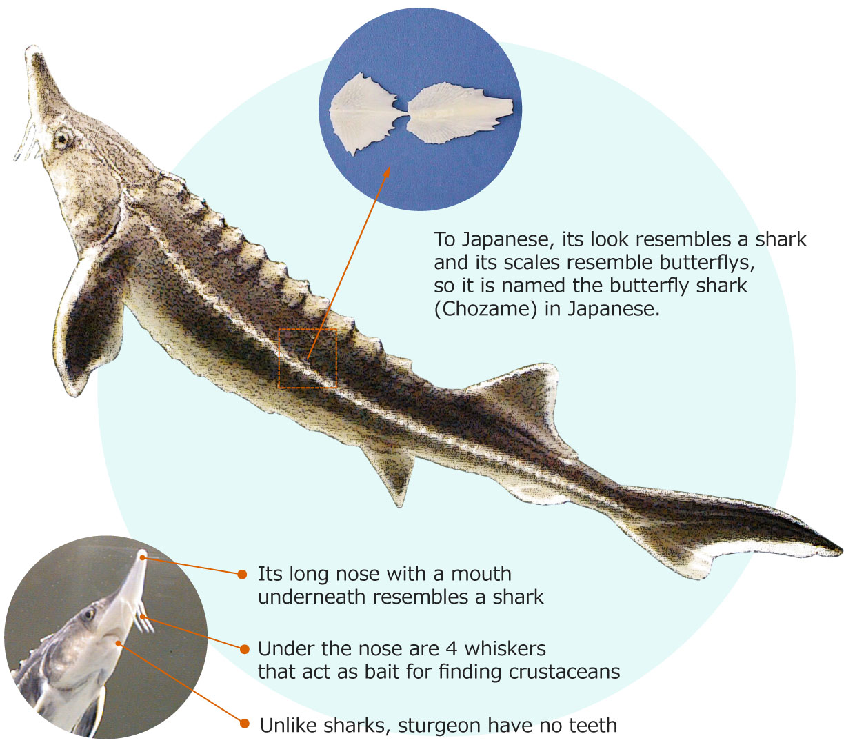 Overall it resembles a shark and the shape of its scales resemble a butterfly, so it is named the butterfly shark ●Its characteristically long nose with a mouth underneath resembles a shark ●Under the nose are 4 whiskers which act as bait for finding crustaceans ●Unlike sharks, sturgeon have no teeth