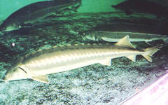 Acipenser gueldenstaedti (Russian sturgeon) (Bred by Fujikin)