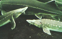 Acipenser schrencki (Amur sturgeon) (Bred by Fujikin)