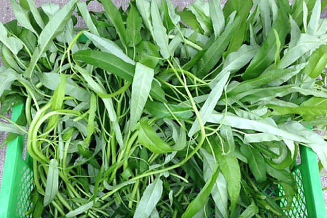 Chinese water spinach