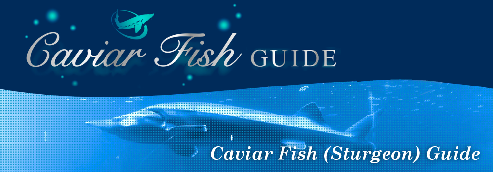Caviar Fish Guide