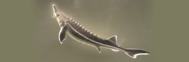 An immature sturgeon