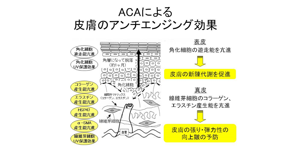 線維芽細胞増殖促進剤、角化細胞遊走・増殖促進剤、<br/>エラスチン産生促進剤、ヒートショックタンパク質47産生促進剤、<br/>α-平滑筋アクチン(α-SMA)産生促進剤、及び光老化防止剤